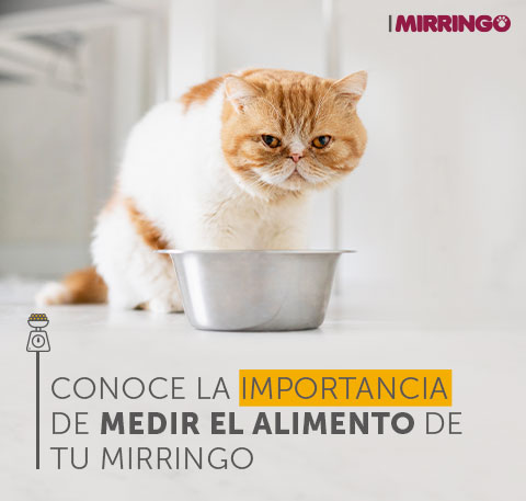  La importancia de medir el alimento de tu mirringo 2